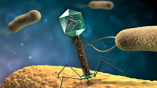  Bakteriophagen T4 infizieren einige Bakterirm
