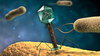 Bakteriophagen T4 infizieren einige Bakterien