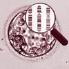 Menschliche Blastozyste (Symbolbild)
