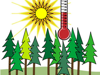 Wald Klima Hitze