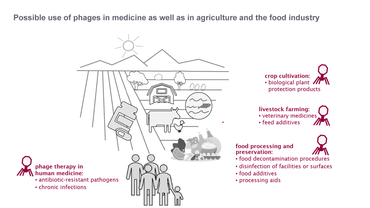 figure: Possible use of phages in medicine as well as in agriculture and the food industry