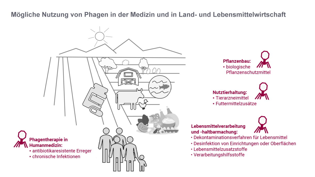 Mögliche Nutzung von Phagen in der Medizin und in der Land und Lebensmittelwirtschaft