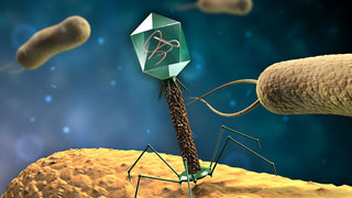 Hintergrundbild: Bakteriophagen T4 infizieren einige Bakterien (TAB-Projektbild Bakteriophagen)