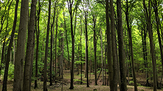 Einblick in einen dichten Mischwald