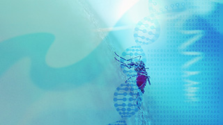 Mosquito on DNA helix, genome editing technology (CRISPR-Cas9) to control mosquito populations (malaria)