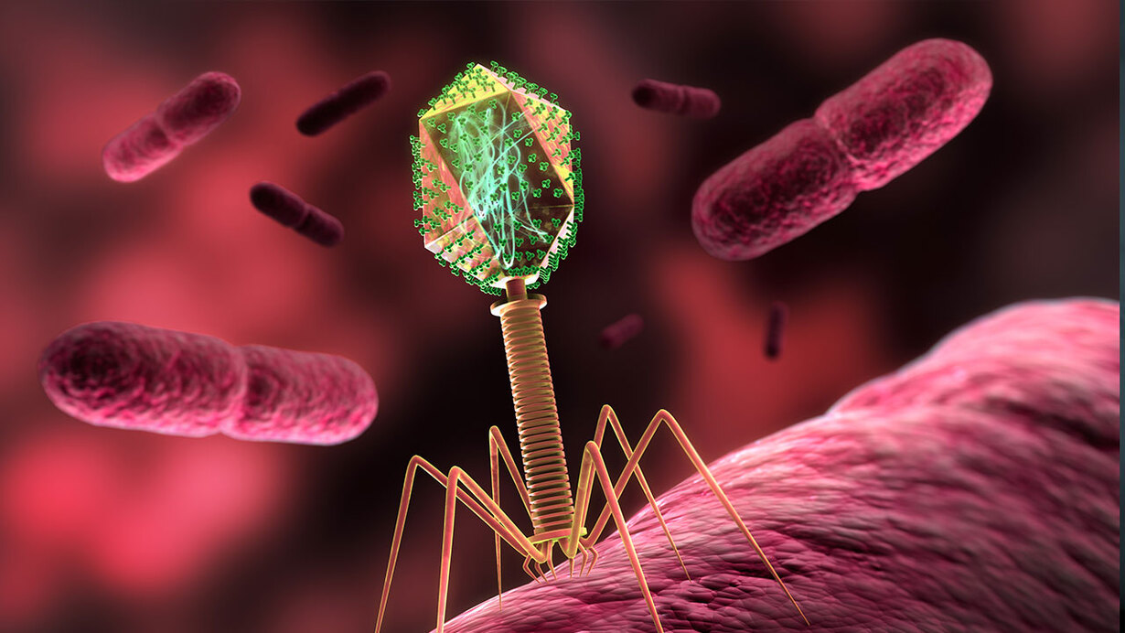 Bakteriophage dockt an Bakterium an, Darstellung des Virus auf zellulärer Ebene.